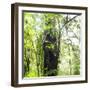 Arenal-Monteverde Protected Forest.-Stefano Amantini-Framed Photographic Print