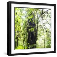 Arenal-Monteverde Protected Forest.-Stefano Amantini-Framed Photographic Print