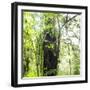 Arenal-Monteverde Protected Forest.-Stefano Amantini-Framed Photographic Print