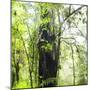 Arenal-Monteverde Protected Forest.-Stefano Amantini-Mounted Photographic Print