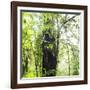 Arenal-Monteverde Protected Forest.-Stefano Amantini-Framed Photographic Print