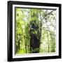 Arenal-Monteverde Protected Forest.-Stefano Amantini-Framed Photographic Print