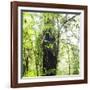 Arenal-Monteverde Protected Forest.-Stefano Amantini-Framed Photographic Print