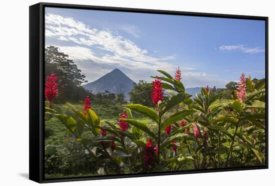 Arenal Volcano in Costa Rica with tropical flowers.-Michele Niles-Framed Stretched Canvas