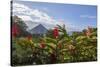 Arenal Volcano in Costa Rica with tropical flowers.-Michele Niles-Stretched Canvas