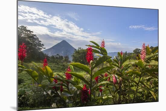 Arenal Volcano in Costa Rica with tropical flowers.-Michele Niles-Mounted Photographic Print