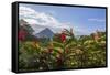 Arenal Volcano in Costa Rica with tropical flowers.-Michele Niles-Framed Stretched Canvas