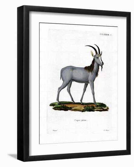 Argali-null-Framed Giclee Print