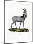 Argali-null-Mounted Giclee Print