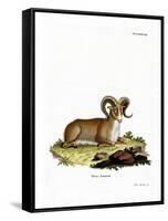 Argali-null-Framed Stretched Canvas