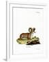 Argali-null-Framed Giclee Print