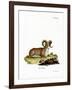 Argali-null-Framed Giclee Print