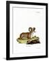 Argali-null-Framed Giclee Print