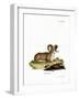 Argali-null-Framed Giclee Print