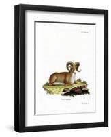 Argali-null-Framed Giclee Print