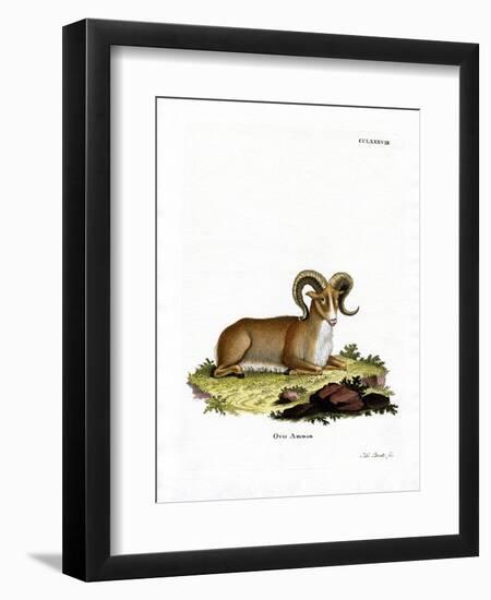 Argali-null-Framed Giclee Print