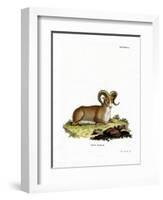 Argali-null-Framed Giclee Print