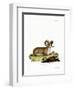 Argali-null-Framed Giclee Print