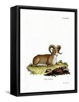 Argali-null-Framed Stretched Canvas