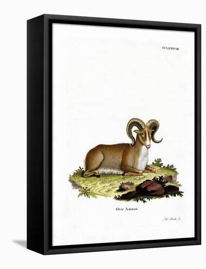 Argali-null-Framed Stretched Canvas