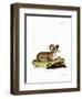 Argali-null-Framed Premium Giclee Print