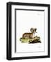 Argali-null-Framed Premium Giclee Print