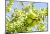 Argan Fruit on Tree-luisapuccini-Mounted Photographic Print