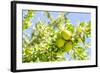 Argan Fruit on Tree-luisapuccini-Framed Photographic Print