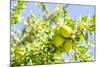 Argan Fruit on Tree-luisapuccini-Mounted Photographic Print