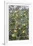 Argan Nuts on Tree, Near Essaouira, Morocco, North Africa, Africa-Stuart Black-Framed Photographic Print