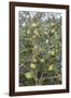 Argan Nuts on Tree, Near Essaouira, Morocco, North Africa, Africa-Stuart Black-Framed Photographic Print