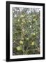 Argan Nuts on Tree, Near Essaouira, Morocco, North Africa, Africa-Stuart Black-Framed Photographic Print