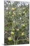 Argan Nuts on Tree, Near Essaouira, Morocco, North Africa, Africa-Stuart Black-Mounted Photographic Print