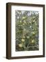 Argan Nuts on Tree, Near Essaouira, Morocco, North Africa, Africa-Stuart Black-Framed Photographic Print