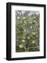 Argan Nuts on Tree, Near Essaouira, Morocco, North Africa, Africa-Stuart Black-Framed Photographic Print