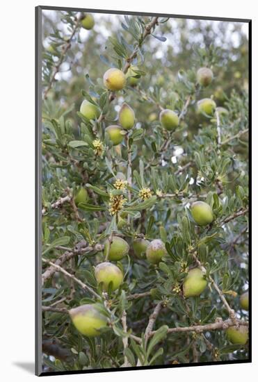 Argan Nuts on Tree, Near Essaouira, Morocco, North Africa, Africa-Stuart Black-Mounted Photographic Print