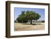 Argan Trees, Near Essaouira, Morocco, North Africa, Africa-Stuart Black-Framed Photographic Print