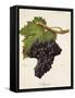 Argant Grape-J. Troncy-Framed Stretched Canvas