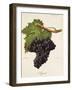 Argant Grape-J. Troncy-Framed Giclee Print