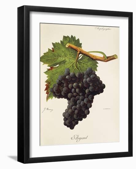 Argant Grape-J. Troncy-Framed Giclee Print