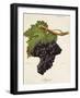 Argant Grape-J. Troncy-Framed Giclee Print