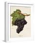 Argant Grape-J. Troncy-Framed Giclee Print