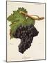 Argant Grape-J. Troncy-Mounted Giclee Print