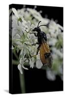 Arge Cyanocrocea (Bramble Sawfly)-Paul Starosta-Stretched Canvas