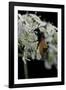 Arge Cyanocrocea (Bramble Sawfly)-Paul Starosta-Framed Photographic Print