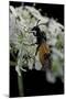 Arge Cyanocrocea (Bramble Sawfly)-Paul Starosta-Mounted Photographic Print