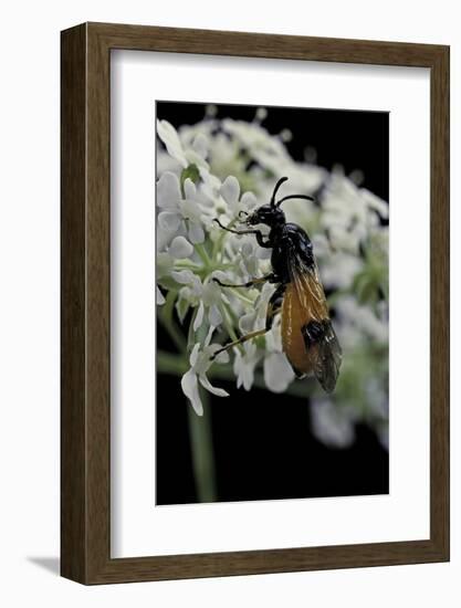 Arge Cyanocrocea (Bramble Sawfly)-Paul Starosta-Framed Photographic Print