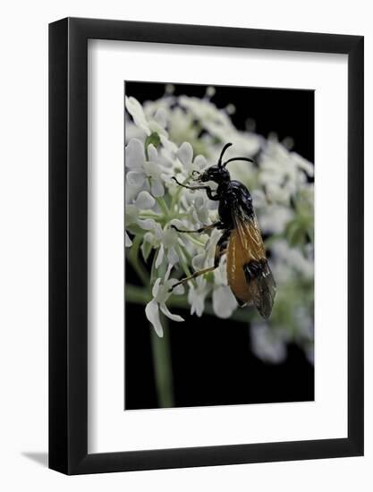 Arge Cyanocrocea (Bramble Sawfly)-Paul Starosta-Framed Photographic Print