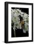 Arge Cyanocrocea (Bramble Sawfly)-Paul Starosta-Framed Photographic Print