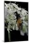 Arge Cyanocrocea (Bramble Sawfly)-Paul Starosta-Mounted Photographic Print